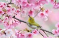 Bird Oriole in Spring Flowers Painting from Photos to Art
